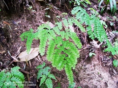 Adiantum amplum