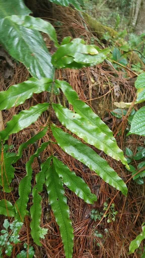 Phlebodium inaequale