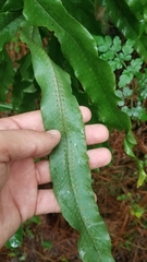 Phlebodium inaequale