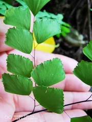 Adiantum amplum