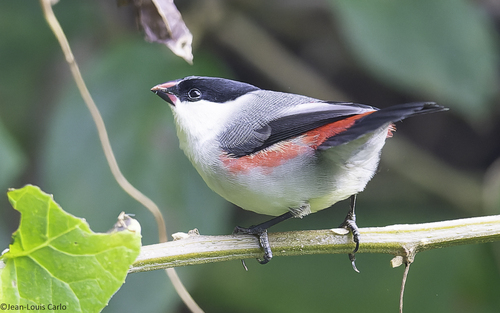 Black-crowned Waxbill