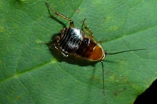 Miškinis prūsokas nuotrauka