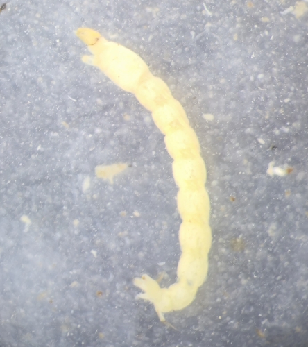 Psectrotanypus varius, photo 10 of 10