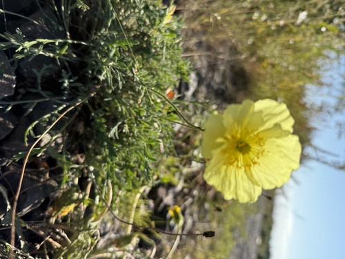 Arctic Poppy (Oreomecon pulvinata)
