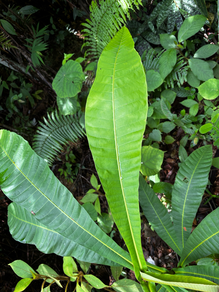 Terentang Putih (Campnosperma auriculatum)