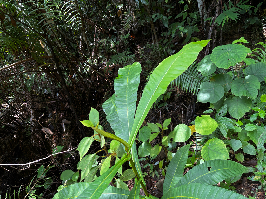 Campnosperma auriculatum (Campnosperma auriculatum)