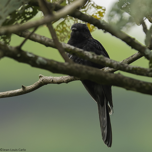 Black Cuckoo