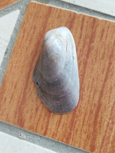 Modiolus adriaticus observed 2025-08-29