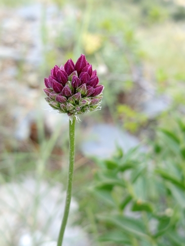 Purple-flowered Garlic