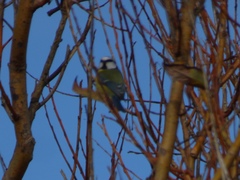 Cyanistes caeruleus