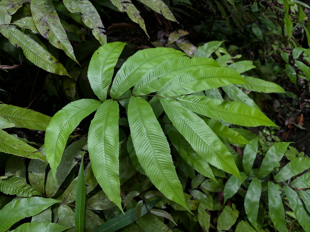 Abacopteris nitida (Abacopteris nitida)