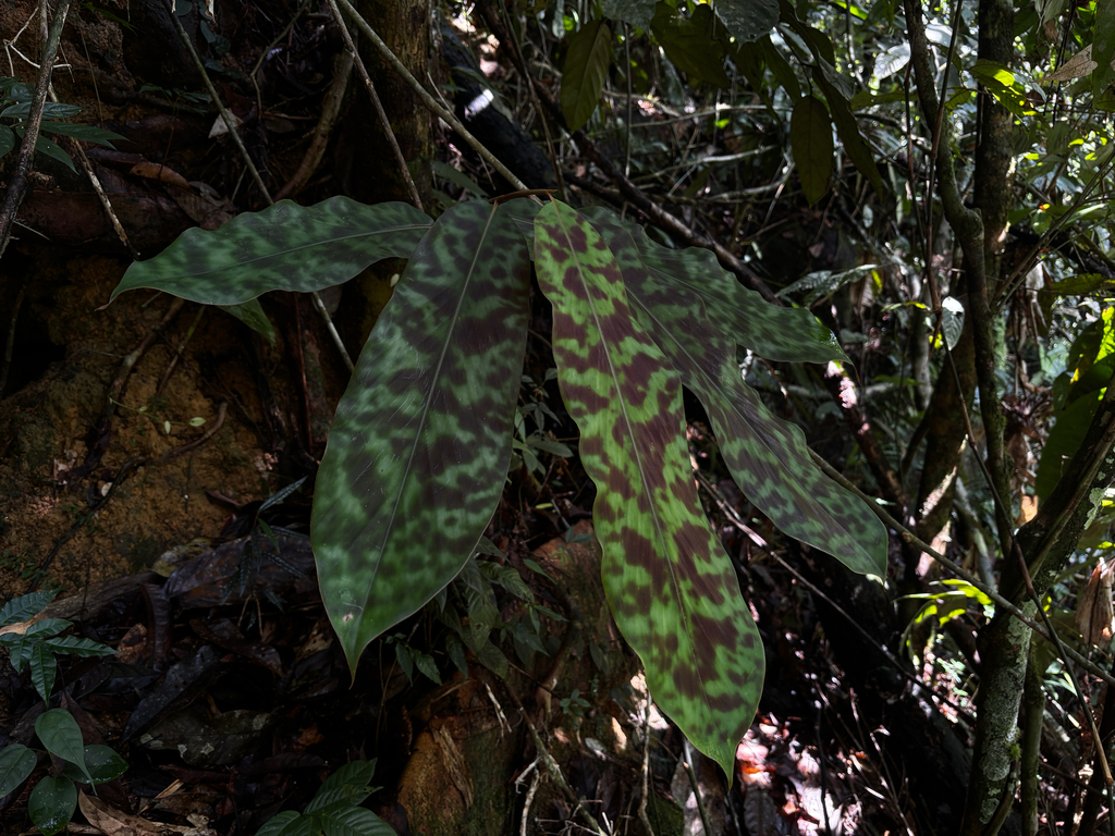 Etlingera brevilabrum (Etlingera brevilabrum)