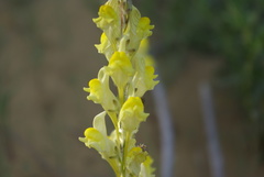 Linaria incompleta