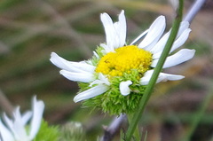 Tripleurospermum inodorum