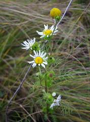Tripleurospermum inodorum