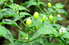 Capsicum annuum glabriusculum