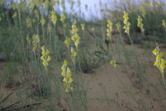 Linaria incompleta