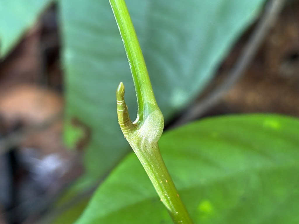 Kala-kala Babi (Santiria laevigata)