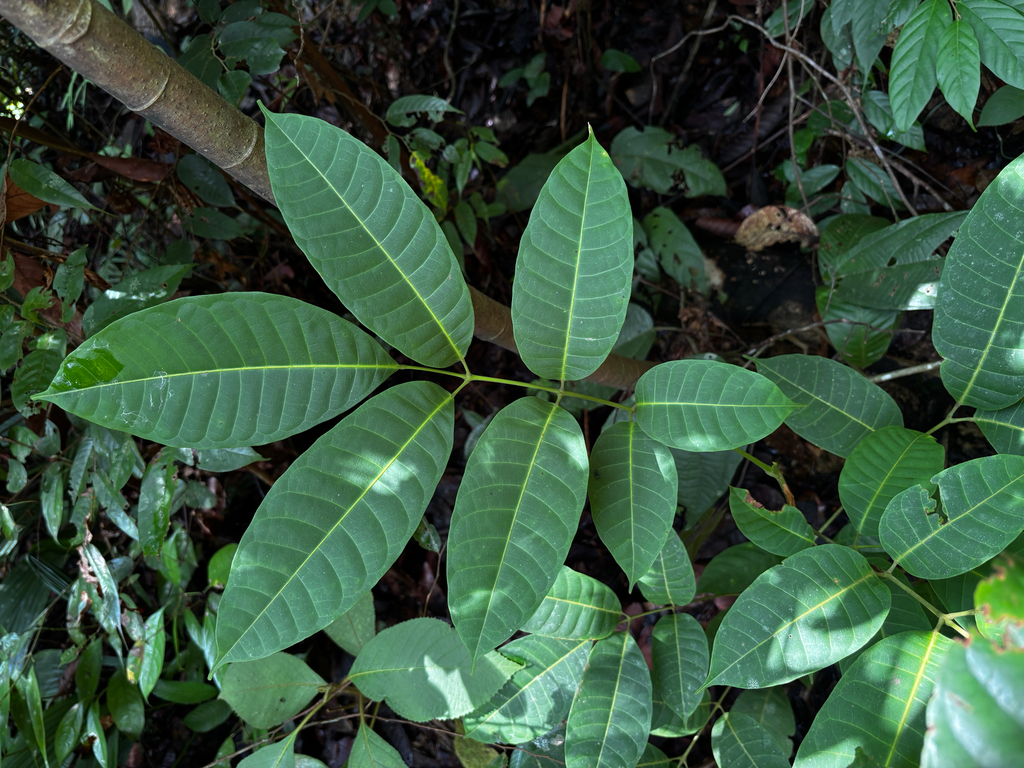 Kala-kala Babi (Santiria laevigata)