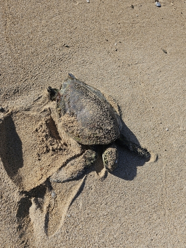 Green sea turtle
