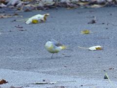Motacilla cinerea