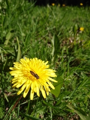 Syrphus octomaculatus