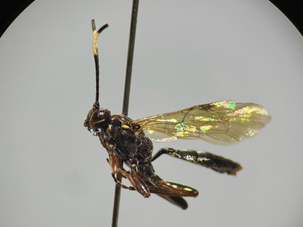 Platylabus takeuchii