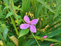 Arthrostemma ciliatum