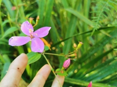 Arthrostemma ciliatum