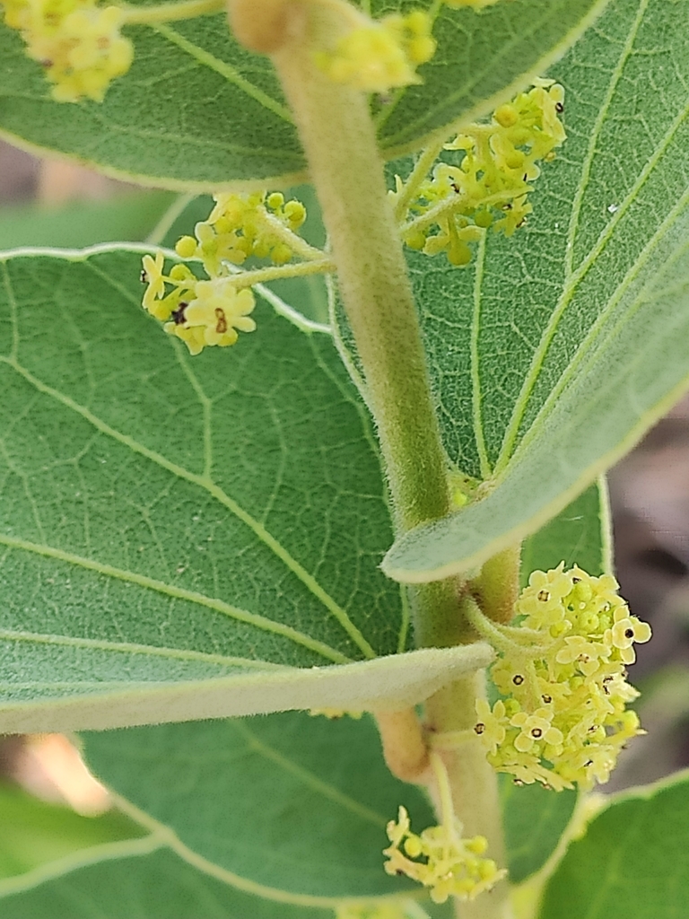 Cissampelos ovalifolia