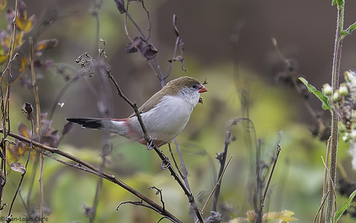 Fawn-breasted Waxbill