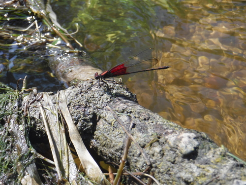 American Rubyspot photographed in Wisconsin