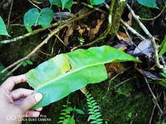 Asplenium serratum