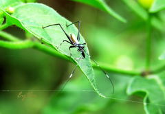 Orthoptera