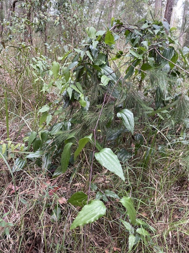 Clematis pickeringii observed 2025-08-30