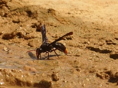 Synagris