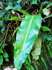 Asplenium serratum