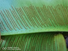Asplenium serratum image