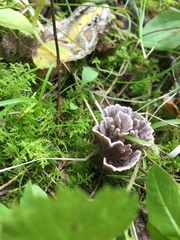 Thelephora multipartita