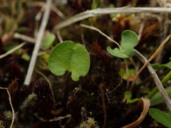 Dichondra brevifolia