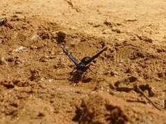 Synagris