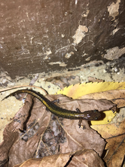 Plethodon angusticlavius