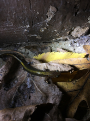 Plethodon angusticlavius