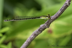 Ischnura hastata