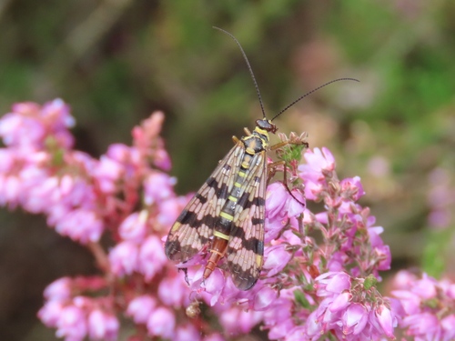 Meadow Scorpionfly, Dalfsen, Nederland, photo 8 of 10