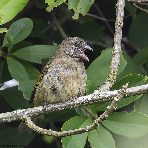 Thick-billed Seedeater