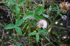 Trifolium pratense