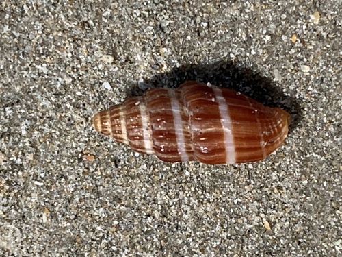 Vexillum radix in life