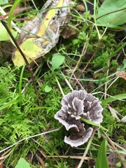 Thelephora multipartita