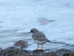 Charadrius hiaticula